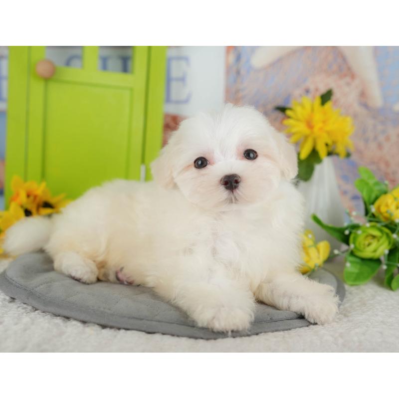 販売中の千葉県のマルチーズ-429021の11枚目