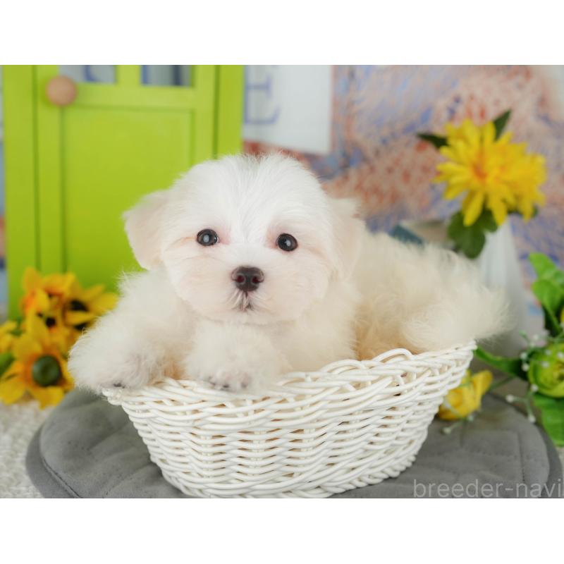 販売中の千葉県のマルチーズ-429021の10枚目