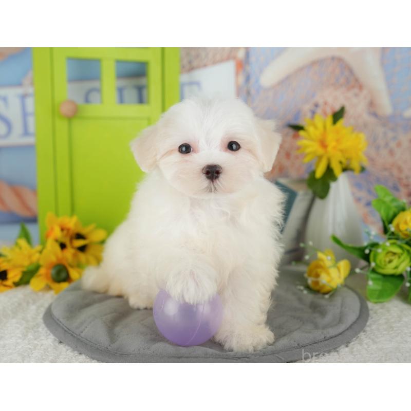 販売中の千葉県のマルチーズ-429021の9枚目