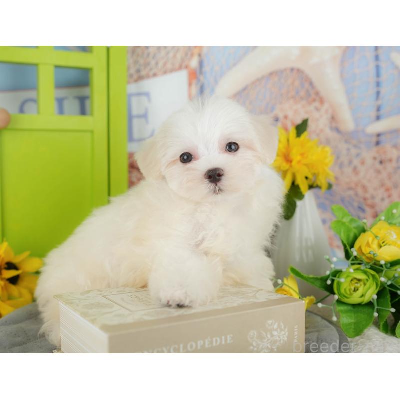 販売中の千葉県のマルチーズ-429021の8枚目