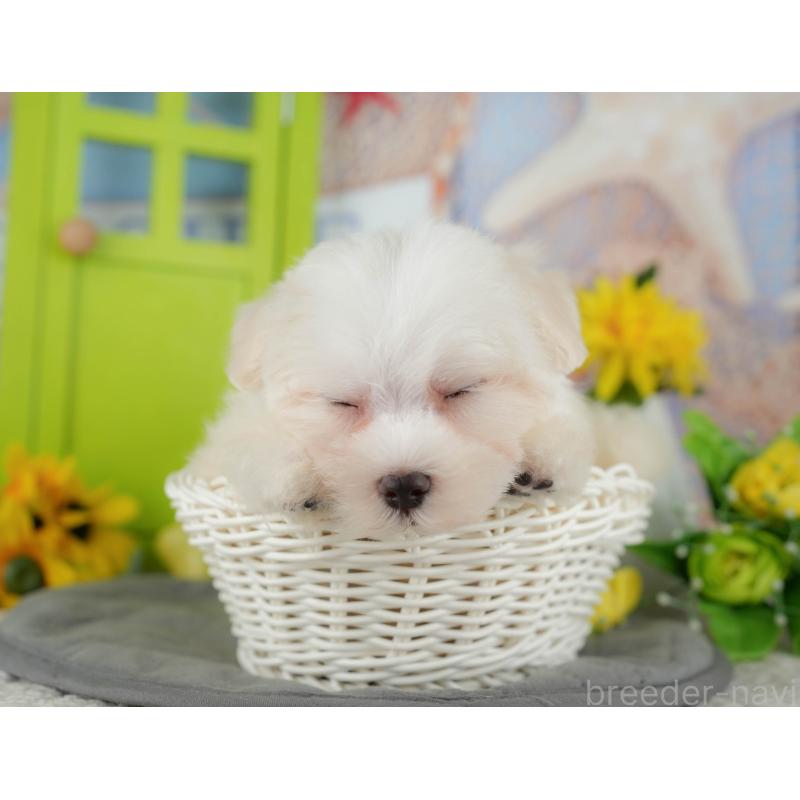 販売中の千葉県のマルチーズ-429021の7枚目