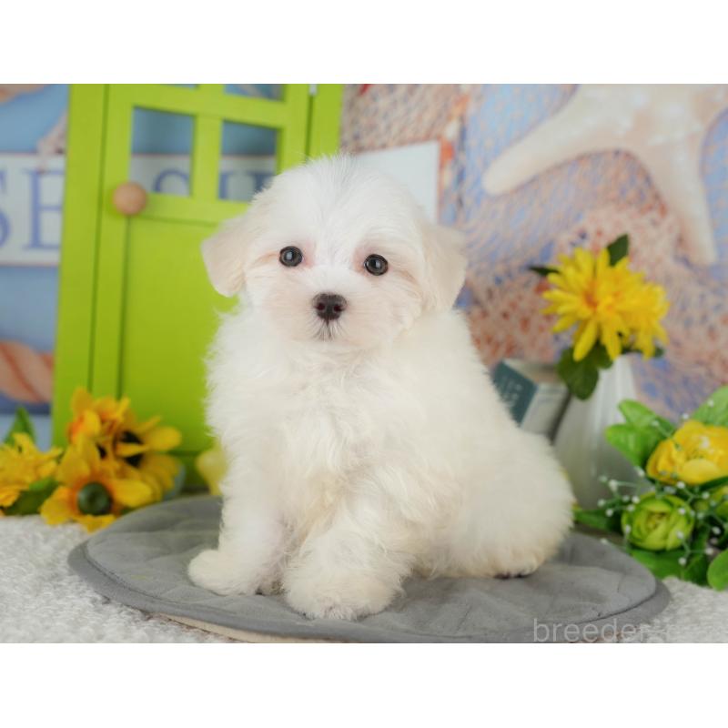 販売中の千葉県のマルチーズ-429021の6枚目