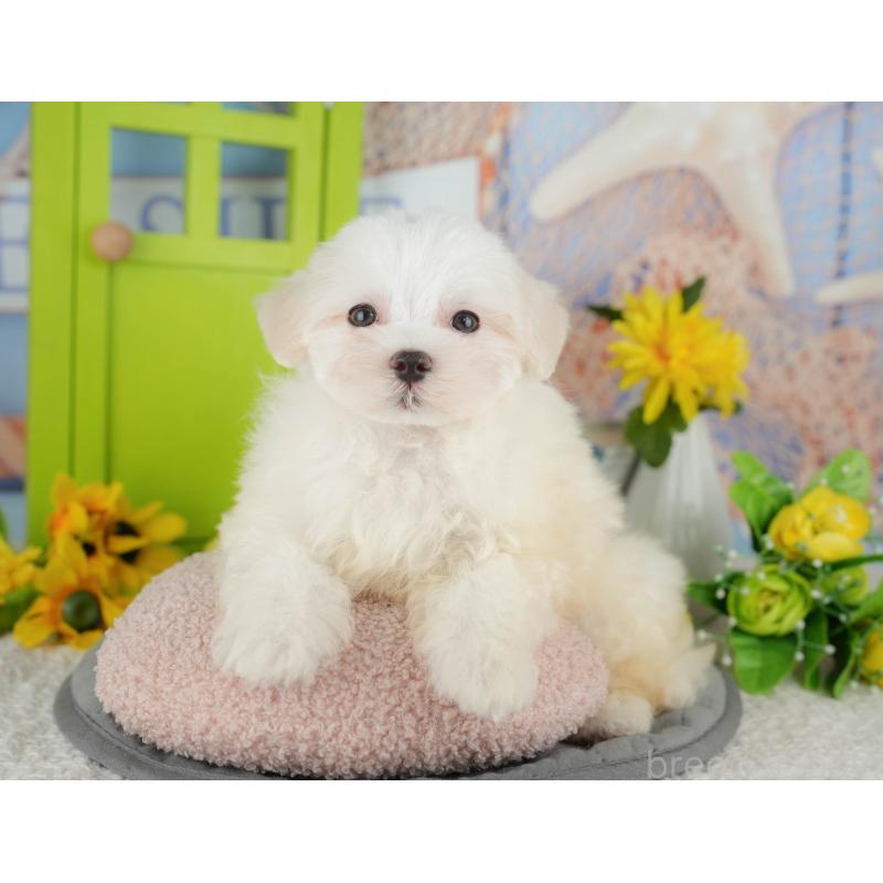 販売中の千葉県のマルチーズ-429021の5枚目