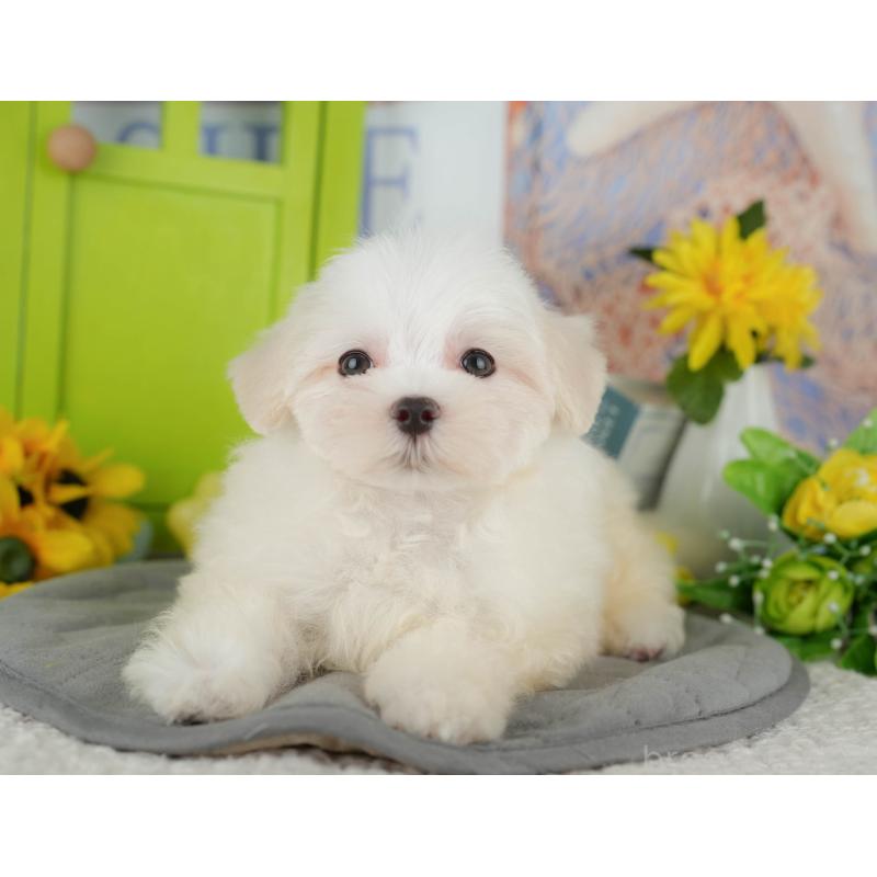 販売中の千葉県のマルチーズ-429021の4枚目