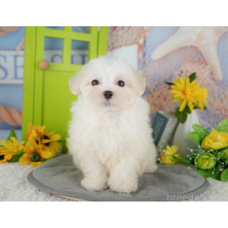 販売中の千葉県のマルチーズ-429021の3枚目