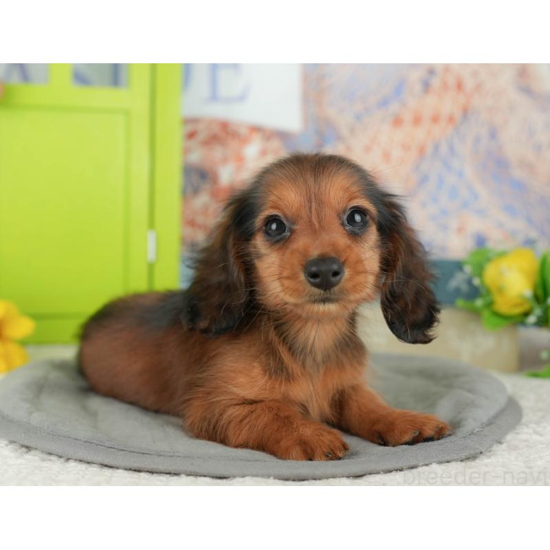 販売中の千葉県のミニチュアダックスフンド(ロングヘアード)-429020