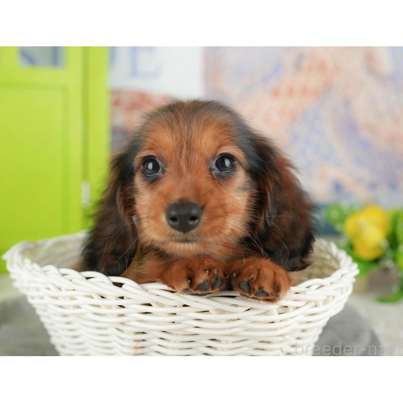 販売中の千葉県のミニチュアダックスフンド(ロングヘアード)-429020の10枚目