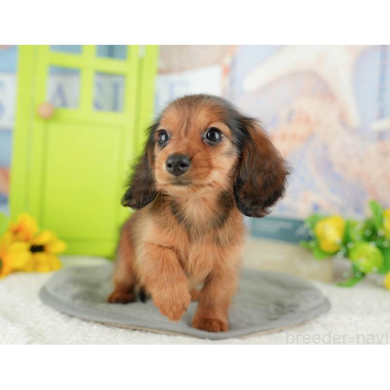 販売中の千葉県のミニチュアダックスフンド(ロングヘアード)-429020の9枚目