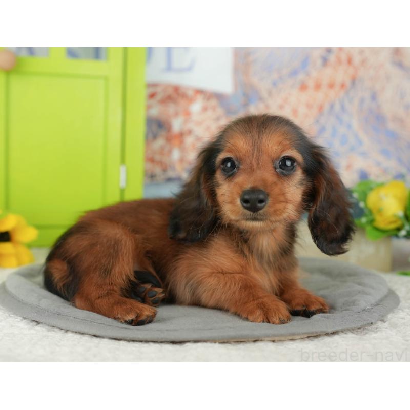 販売中の千葉県のミニチュアダックスフンド(ロングヘアード)-429020の8枚目