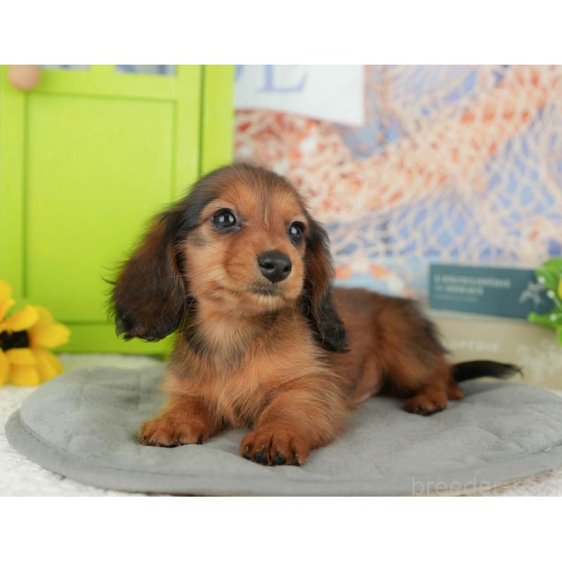 販売中の千葉県のミニチュアダックスフンド(ロングヘアード)-429020の7枚目