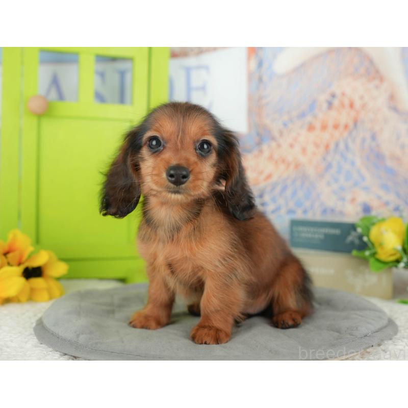 販売中の千葉県のミニチュアダックスフンド(ロングヘアード)-429020の6枚目