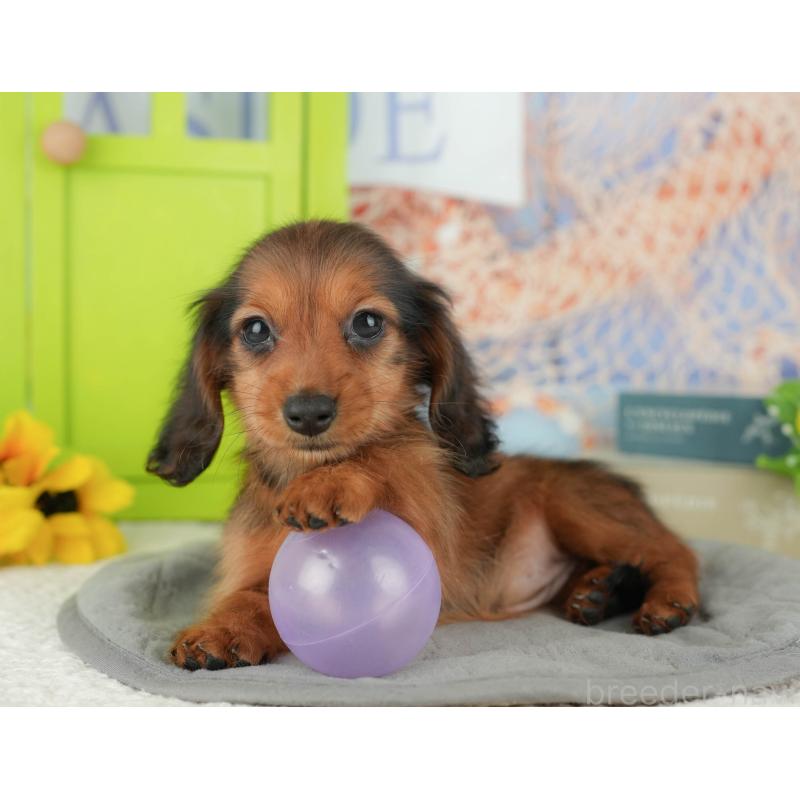 販売中の千葉県のミニチュアダックスフンド(ロングヘアード)-429020の5枚目