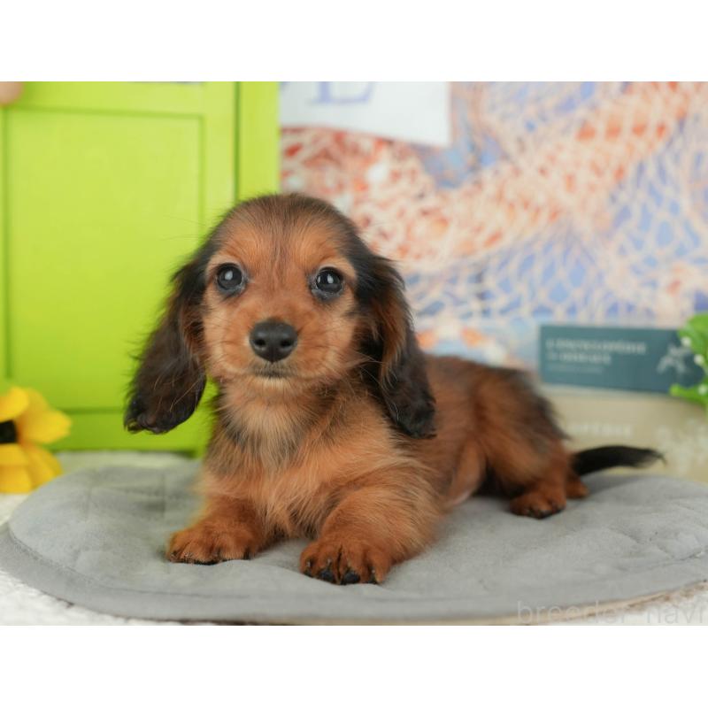 販売中の千葉県のミニチュアダックスフンド(ロングヘアード)-429020の4枚目