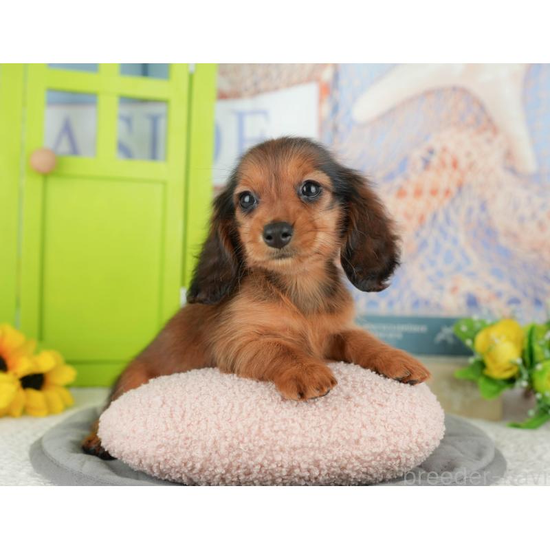 販売中の千葉県のミニチュアダックスフンド(ロングヘアード)-429020の3枚目