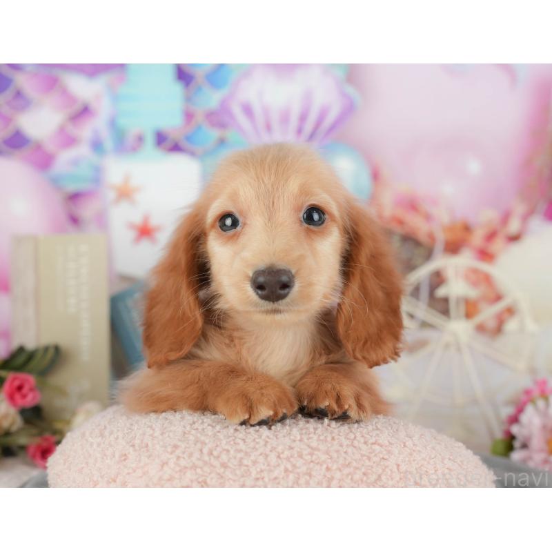 販売中の千葉県のミニチュアダックスフンド(ロングヘアード)-429018の10枚目