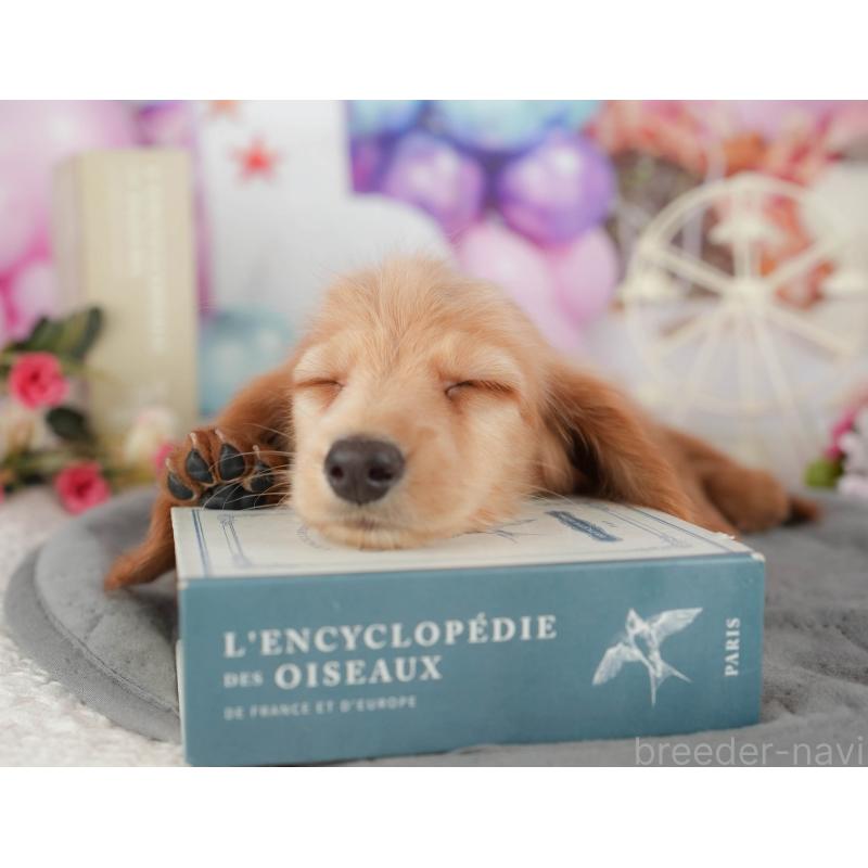 販売中の千葉県のミニチュアダックスフンド(ロングヘアード)-429018の9枚目