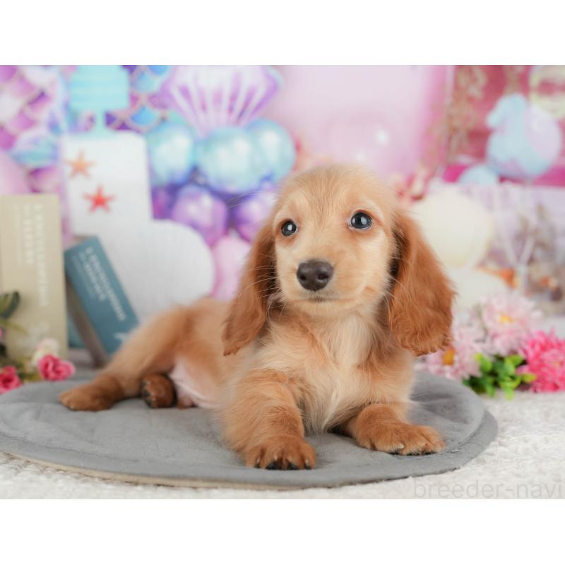 販売中の千葉県のミニチュアダックスフンド(ロングヘアード)-429018の8枚目