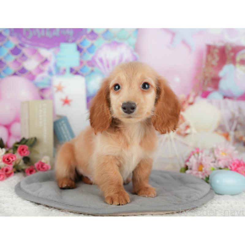 販売中の千葉県のミニチュアダックスフンド(ロングヘアード)-429018の7枚目