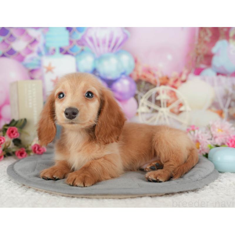 販売中の千葉県のミニチュアダックスフンド(ロングヘアード)-429018の6枚目