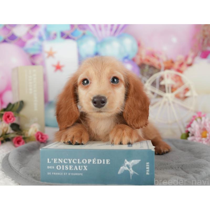 販売中の千葉県のミニチュアダックスフンド(ロングヘアード)-429018の5枚目