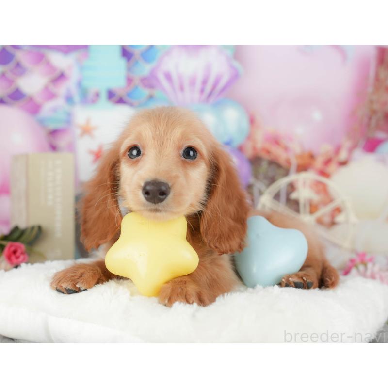 販売中の千葉県のミニチュアダックスフンド(ロングヘアード)-429018の4枚目