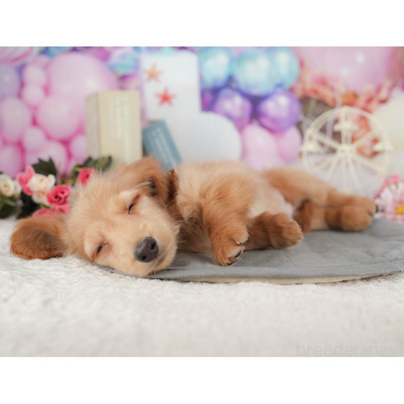 販売中の千葉県のミニチュアダックスフンド(ロングヘアード)-429018の3枚目