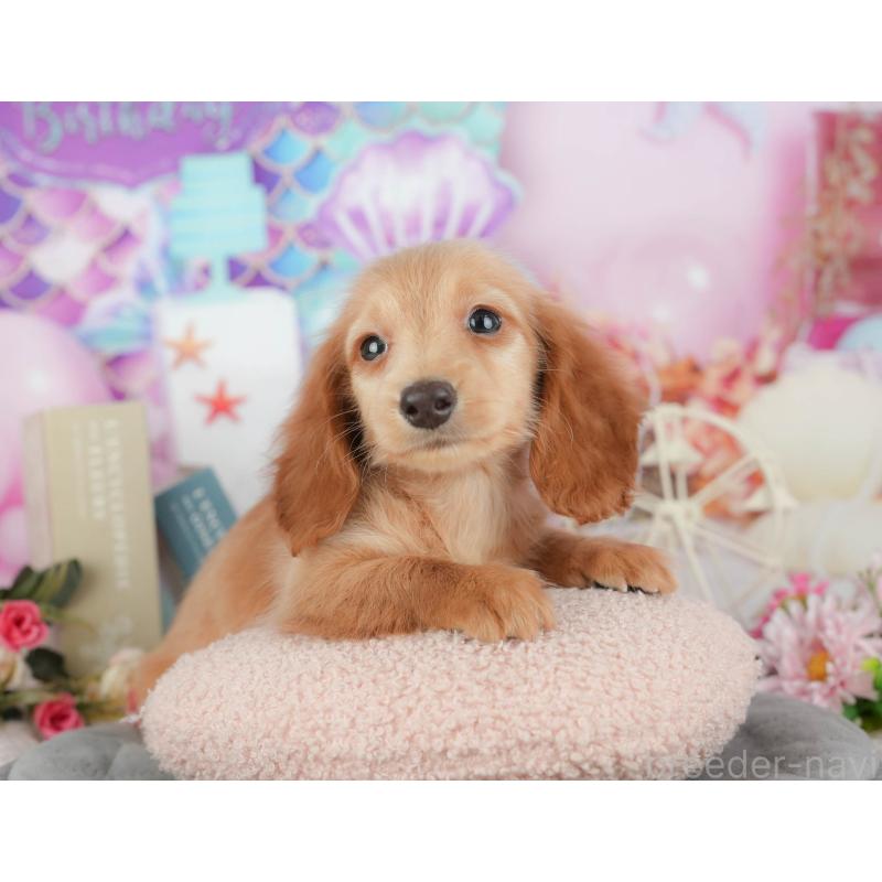 販売中の千葉県のミニチュアダックスフンド(ロングヘアード)-429018の2枚目