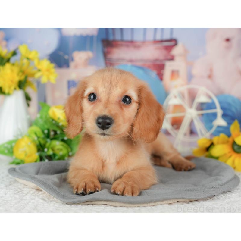 販売中の千葉県のミニチュアダックスフンド(ロングヘアード)-429016