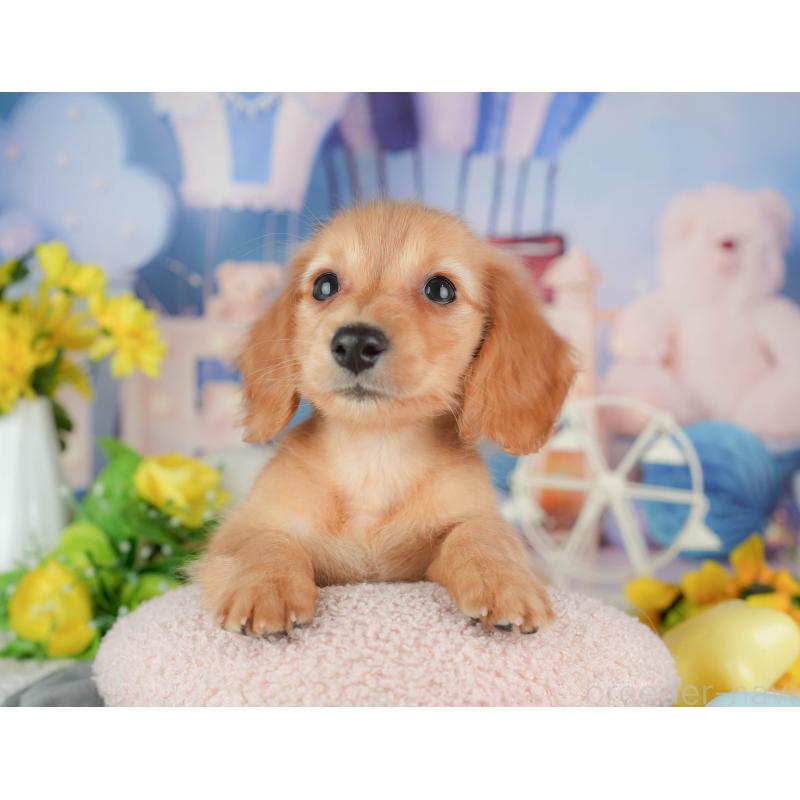 販売中の千葉県のミニチュアダックスフンド(ロングヘアード)-429016の10枚目