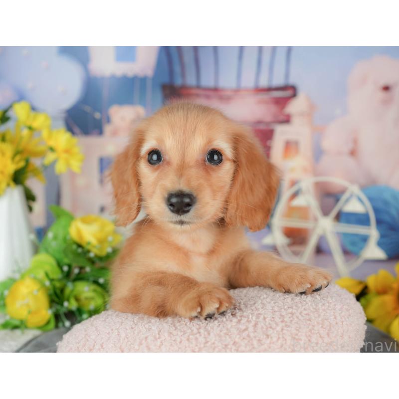 販売中の千葉県のミニチュアダックスフンド(ロングヘアード)-429016の8枚目