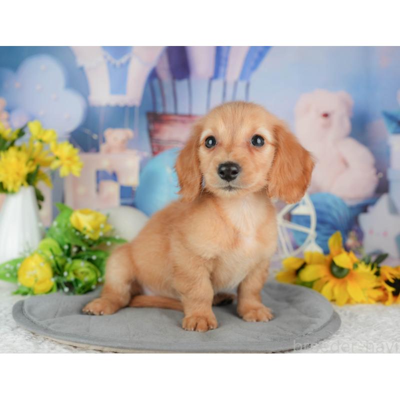 販売中の千葉県のミニチュアダックスフンド(ロングヘアード)-429016の7枚目