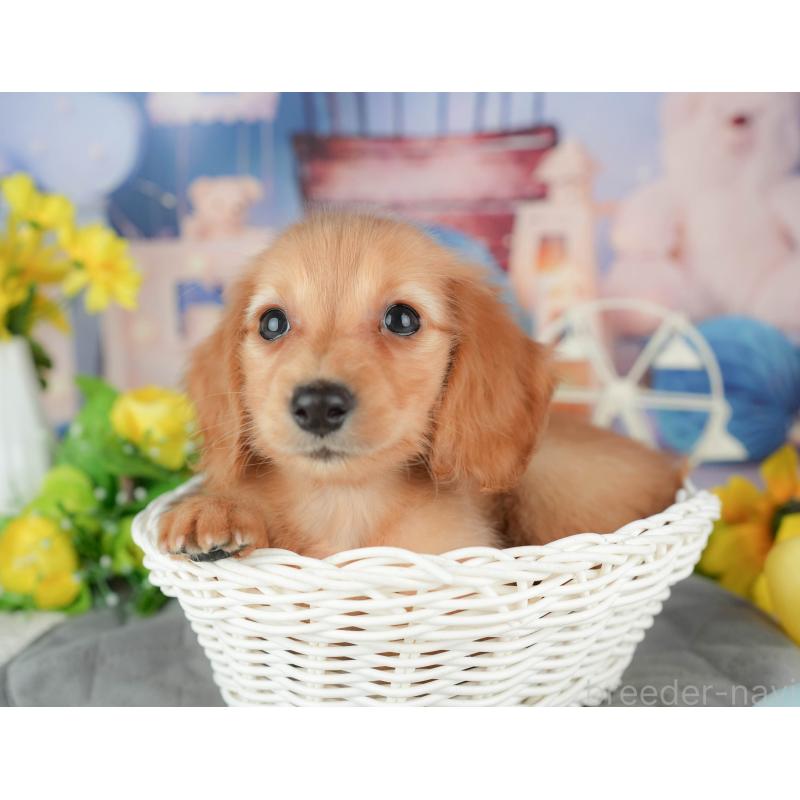 販売中の千葉県のミニチュアダックスフンド(ロングヘアード)-429016の6枚目