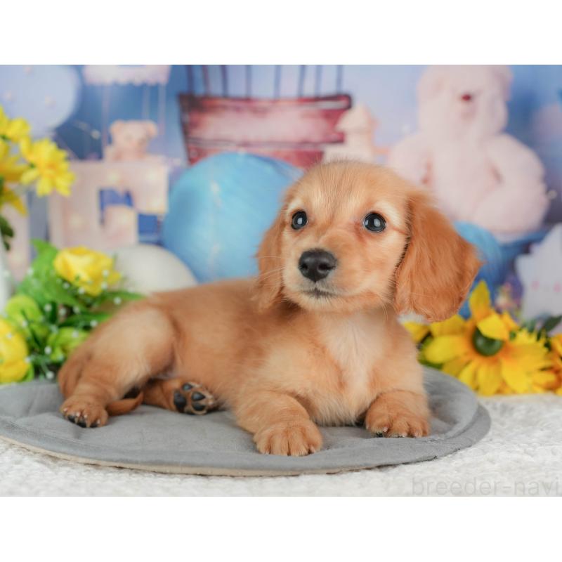 販売中の千葉県のミニチュアダックスフンド(ロングヘアード)-429016の5枚目