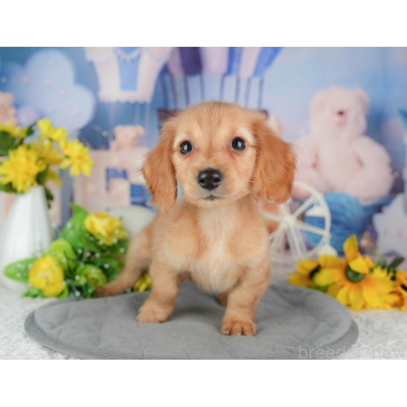 販売中の千葉県のミニチュアダックスフンド(ロングヘアード)-429016の4枚目