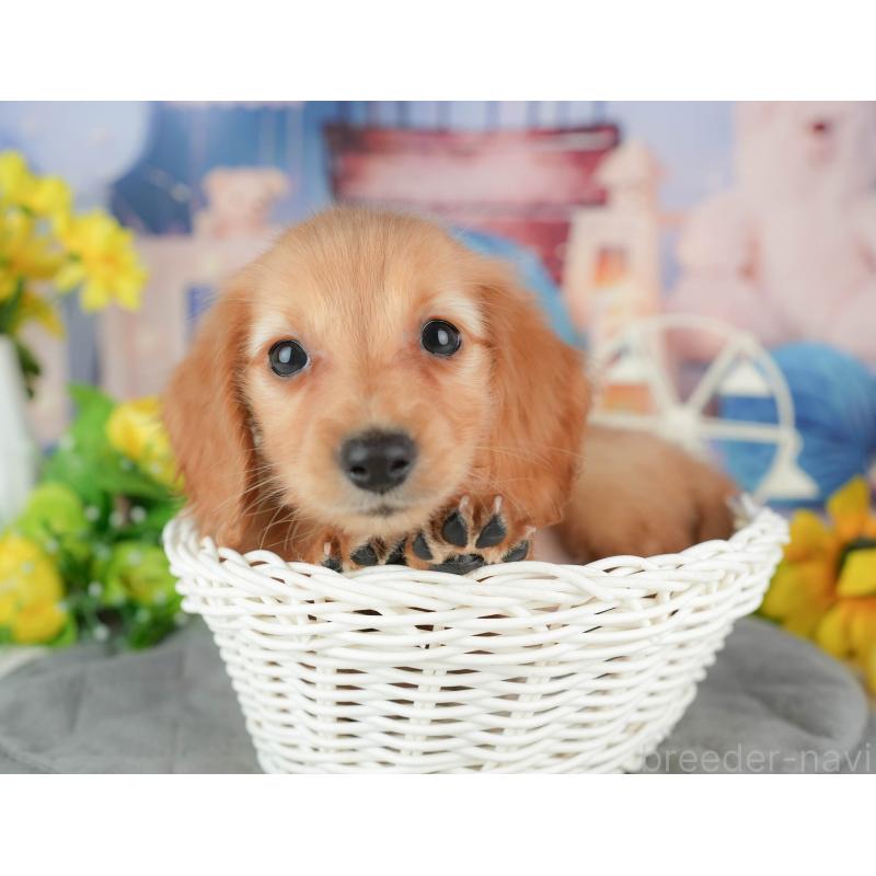 販売中の千葉県のミニチュアダックスフンド(ロングヘアード)-429016の3枚目