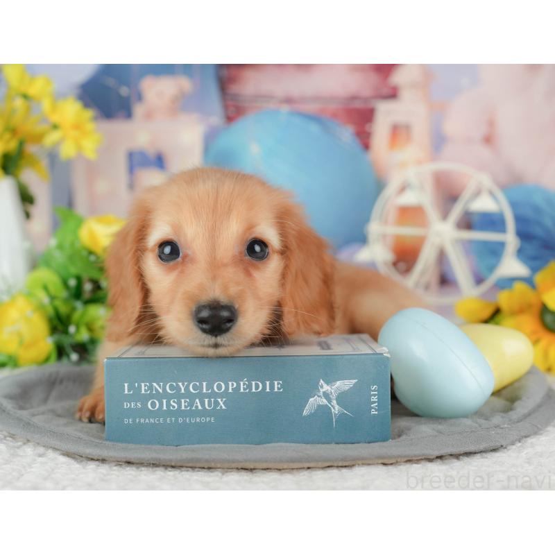 販売中の千葉県のミニチュアダックスフンド(ロングヘアード)-429016の2枚目