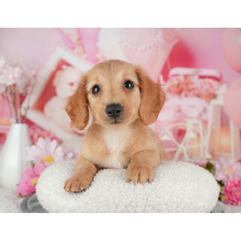 販売中の千葉県のミニチュアダックスフンド(ロングヘアード)-429013