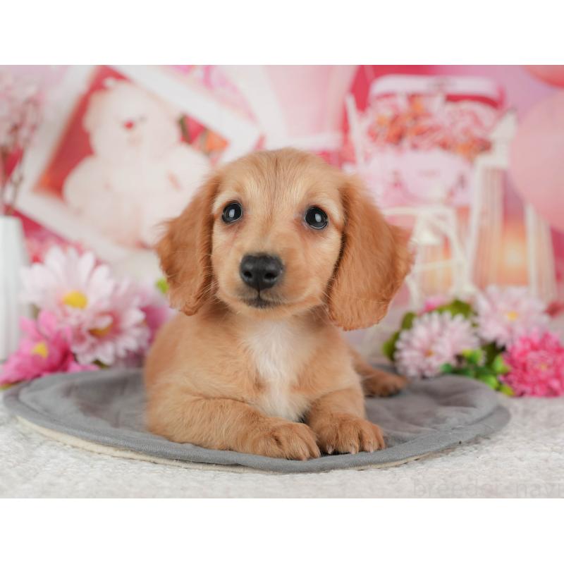 販売中の千葉県のミニチュアダックスフンド(ロングヘアード)-429013の9枚目