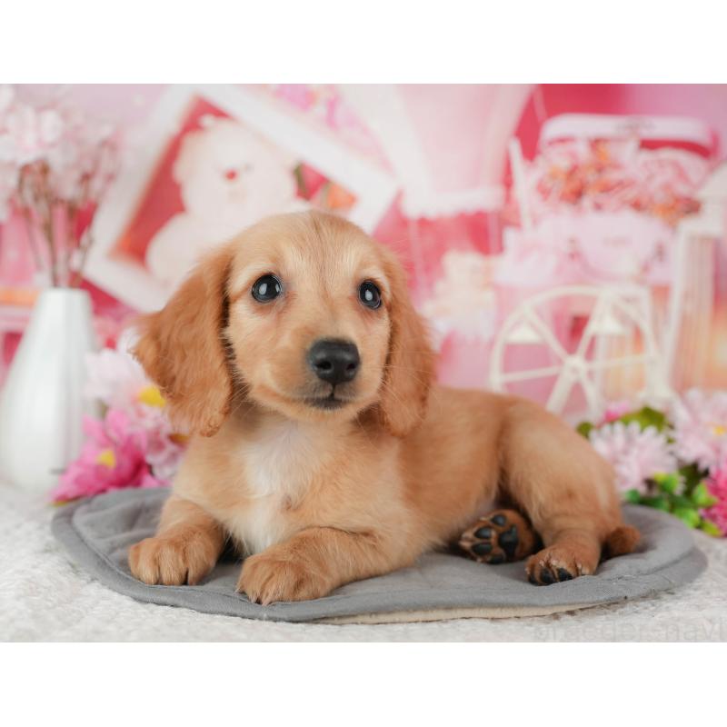 販売中の千葉県のミニチュアダックスフンド(ロングヘアード)-429013の8枚目