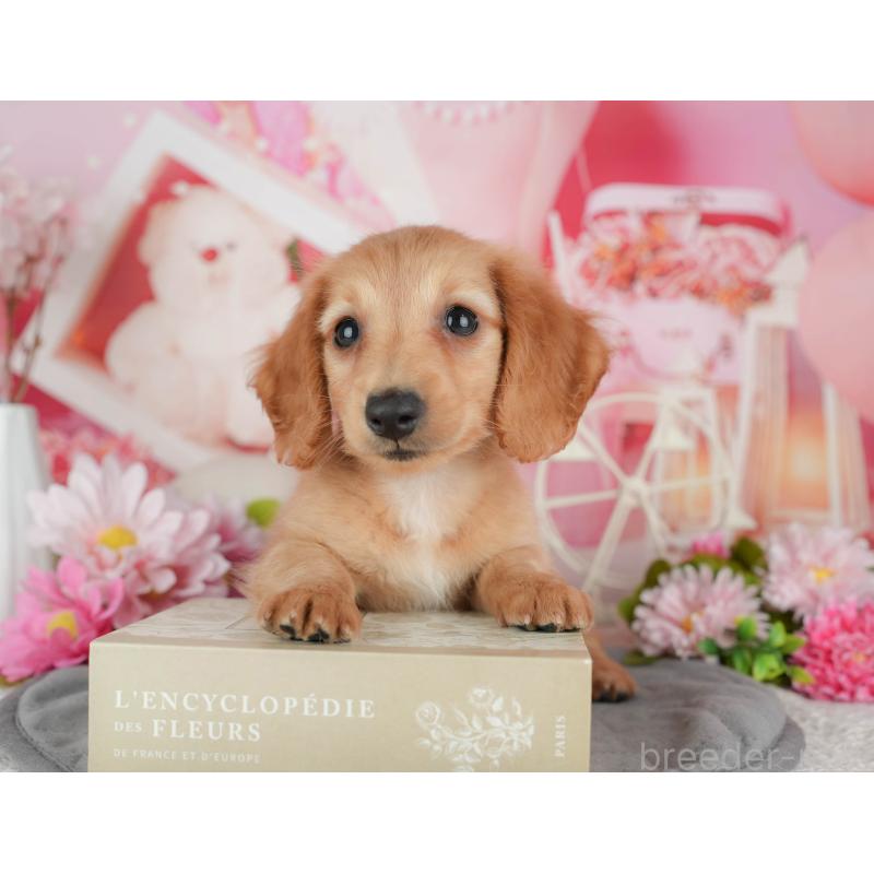 販売中の千葉県のミニチュアダックスフンド(ロングヘアード)-429013の7枚目