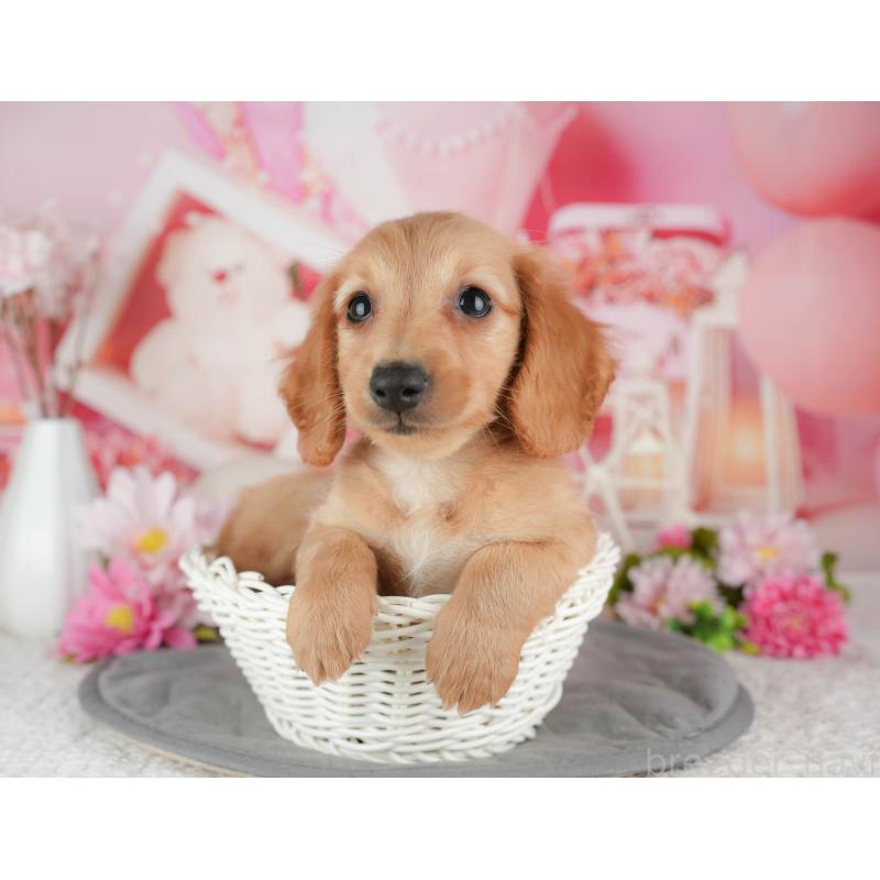 販売中の千葉県のミニチュアダックスフンド(ロングヘアード)-429013の6枚目