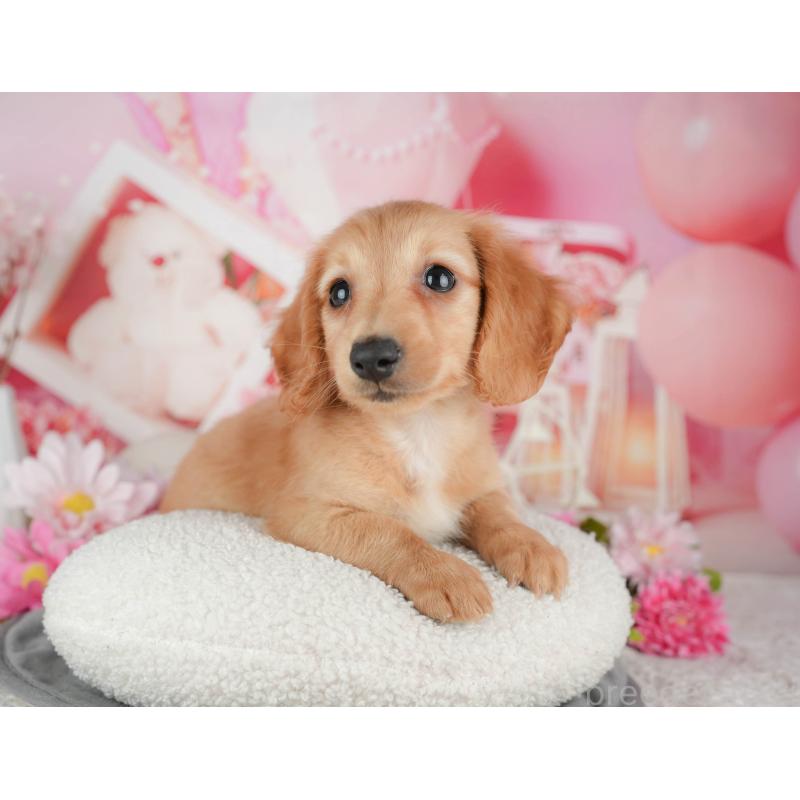 販売中の千葉県のミニチュアダックスフンド(ロングヘアード)-429013の5枚目