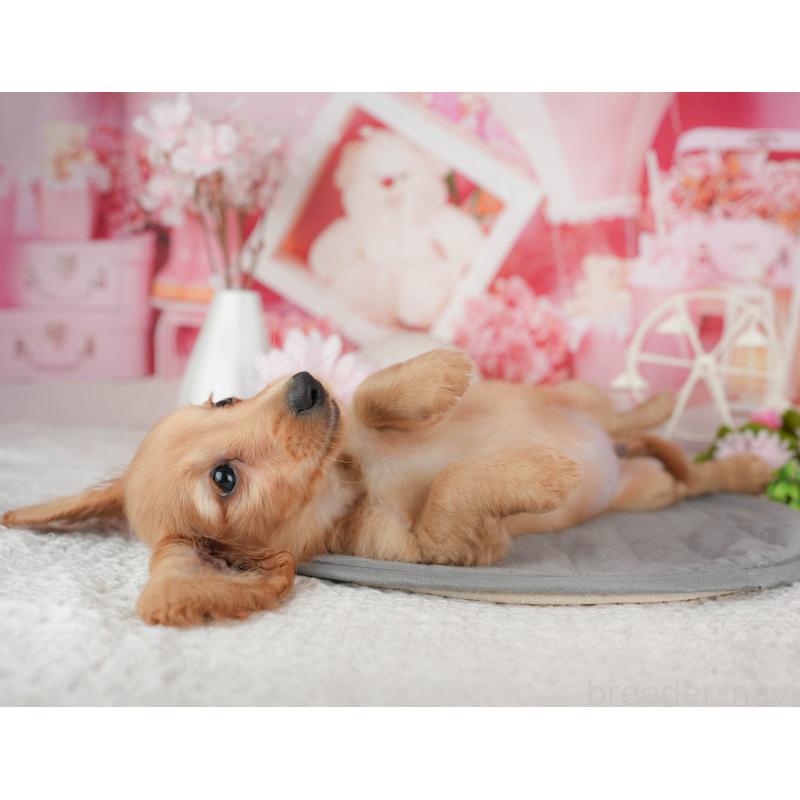 販売中の千葉県のミニチュアダックスフンド(ロングヘアード)-429013の2枚目