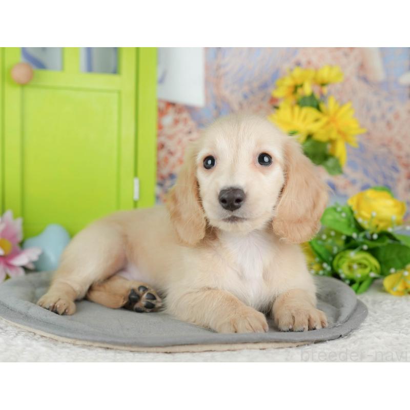 販売中の千葉県のミニチュアダックスフンド(ロングヘアード)-429010の10枚目