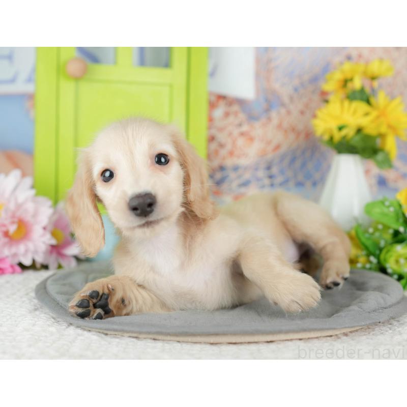 販売中の千葉県のミニチュアダックスフンド(ロングヘアード)-429010の8枚目