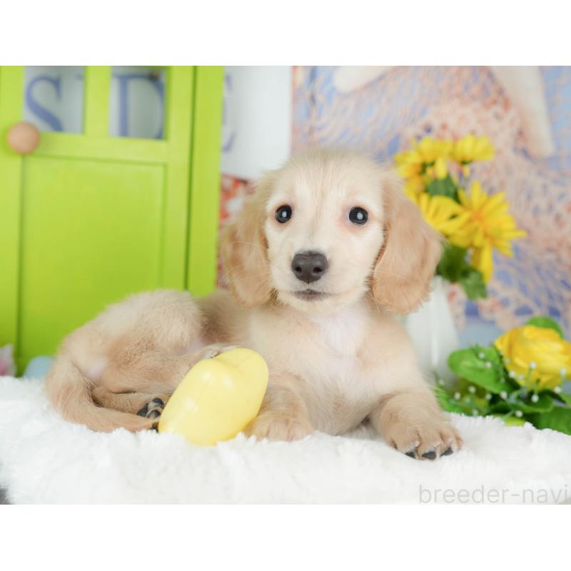 販売中の千葉県のミニチュアダックスフンド(ロングヘアード)-429010の7枚目