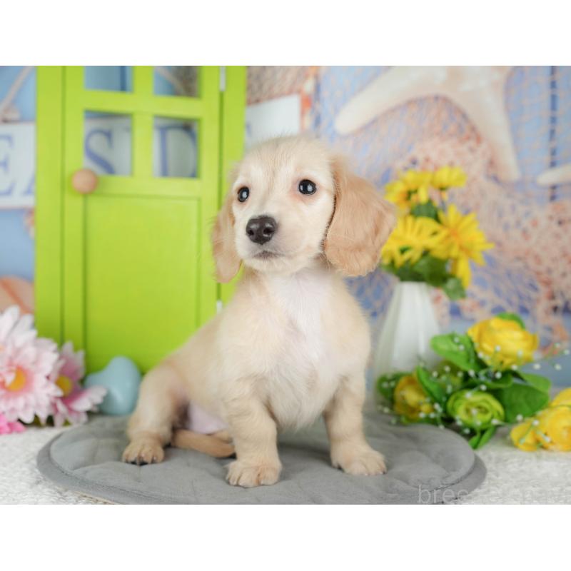 販売中の千葉県のミニチュアダックスフンド(ロングヘアード)-429010の6枚目