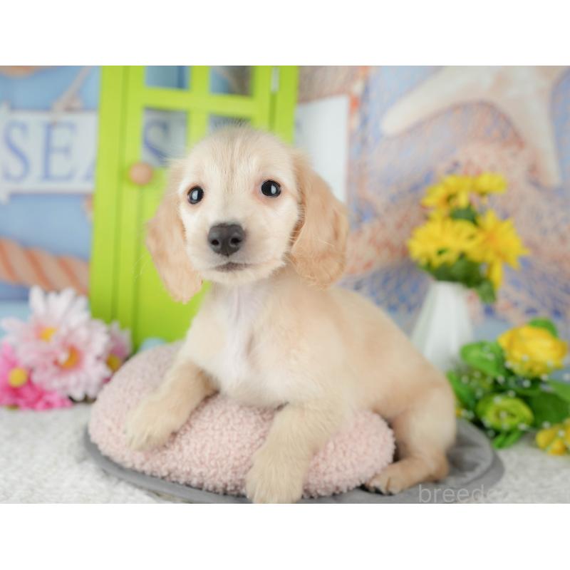 販売中の千葉県のミニチュアダックスフンド(ロングヘアード)-429010の4枚目