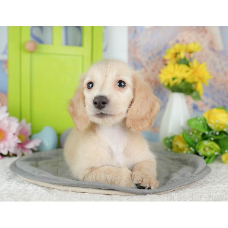 販売中の千葉県のミニチュアダックスフンド(ロングヘアード)-429010の3枚目