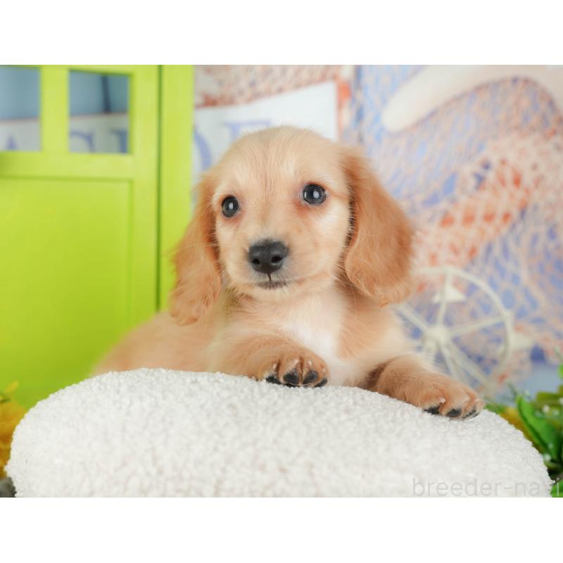 販売中の千葉県のミニチュアダックスフンド(ロングヘアード)-429007の1枚目